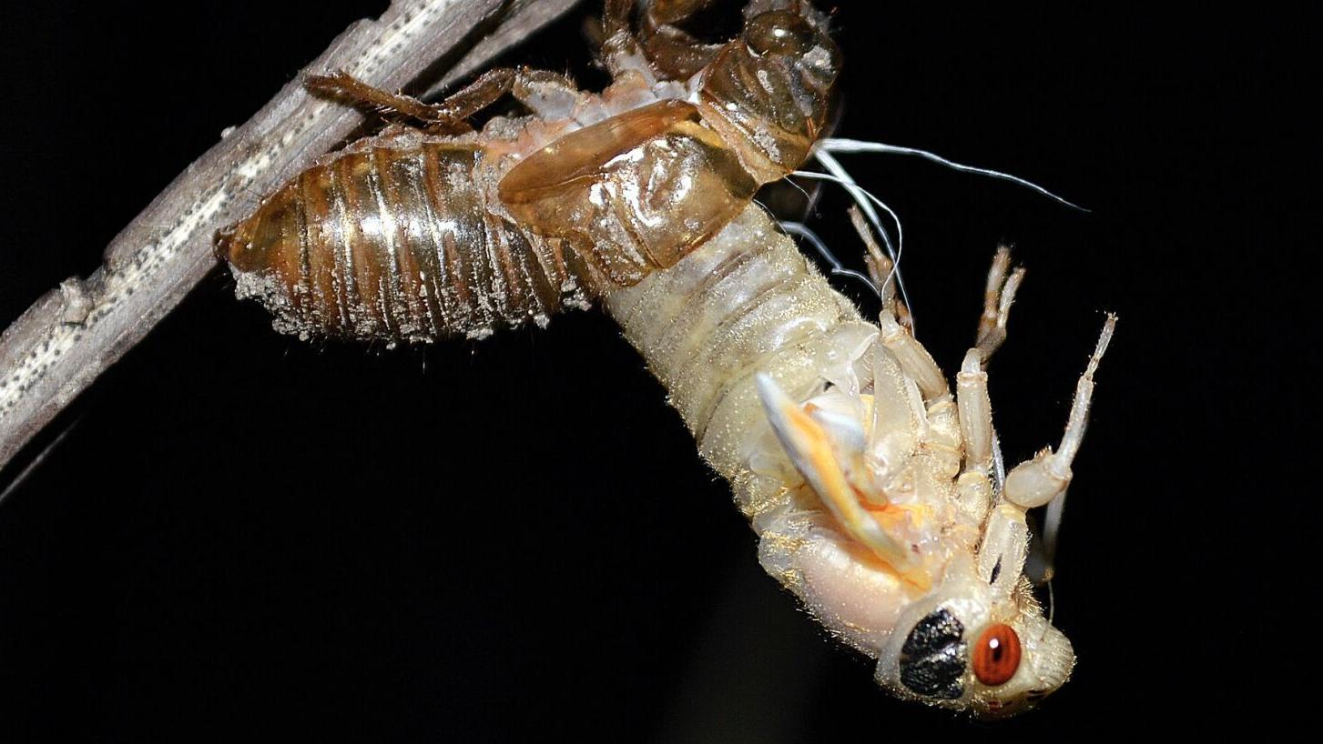 10 must-know facts about cicadas heading into the invasion - Vimarsana News