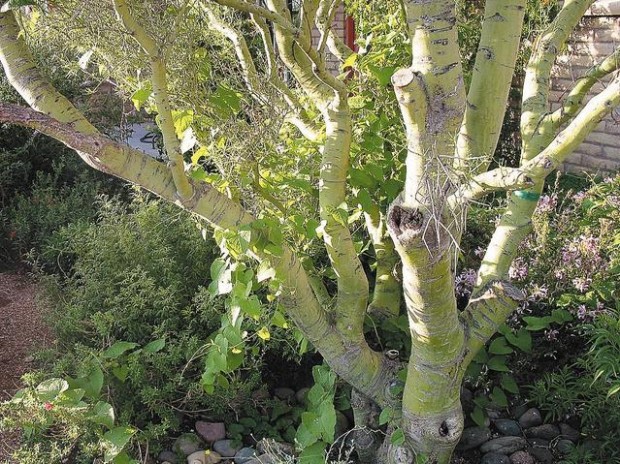 Vines dress up desert trees  