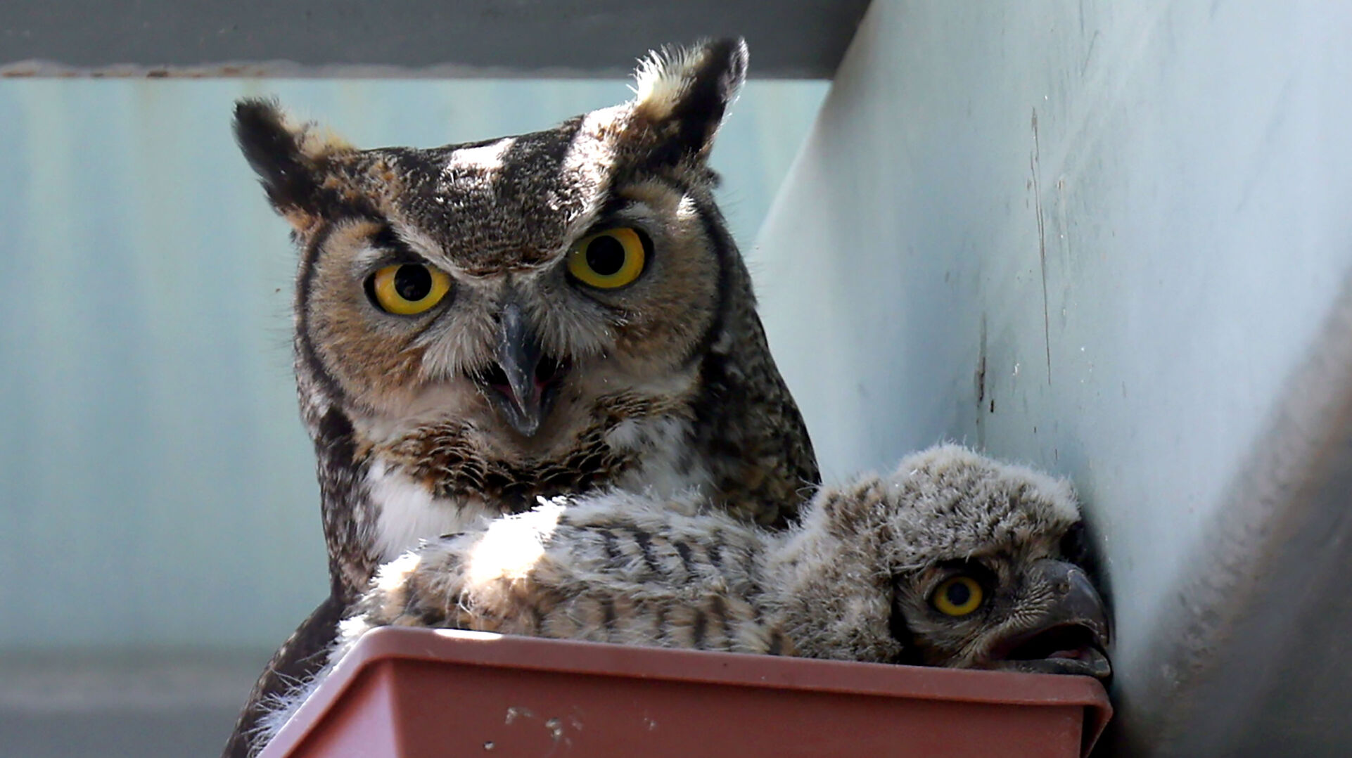 owl's kid No.60 Animals | A rare snowy owl nicknamed “Rusty” is
