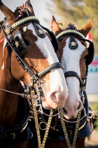 The Clydesdales