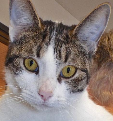 Sonni - tabby