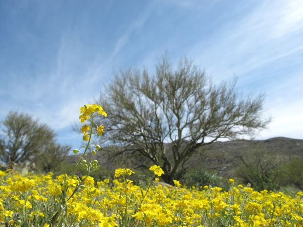 Southwest wildflowers