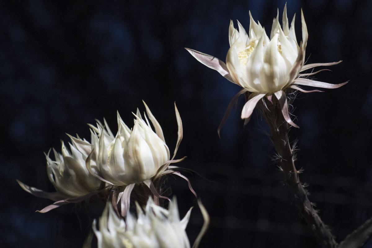 In full bloom: Tucson's Queen of the Night makes its annual appearance