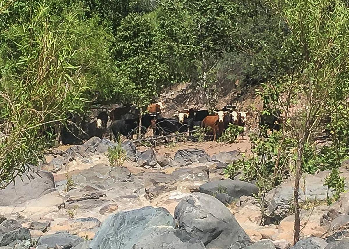 Cows in the Verde River