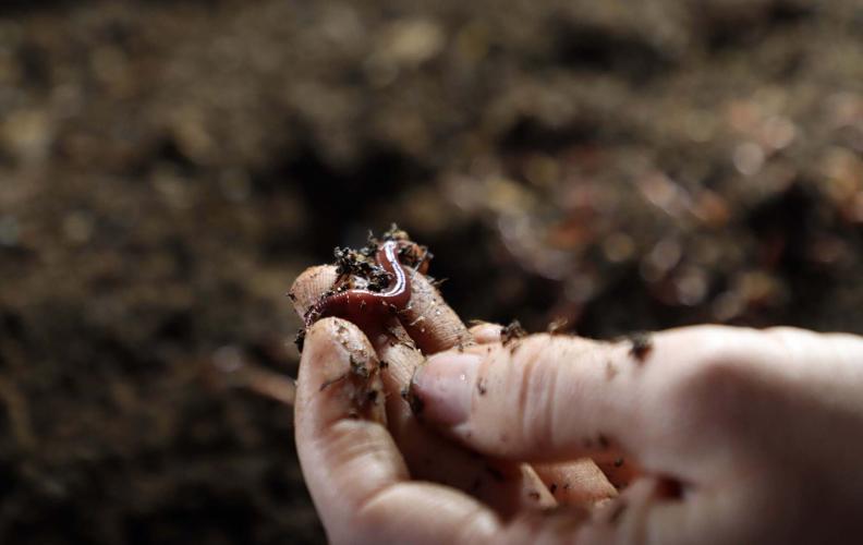 Arizona Worm Farm reduces food waste