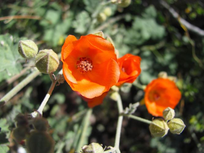 Globemallow
