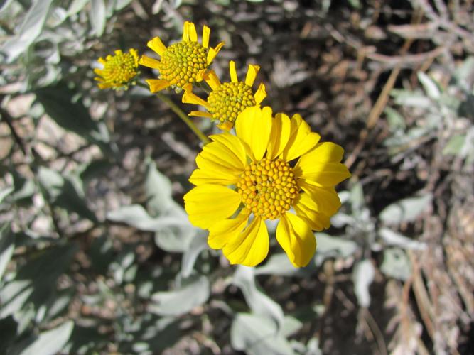 Yellow wildflowers in January