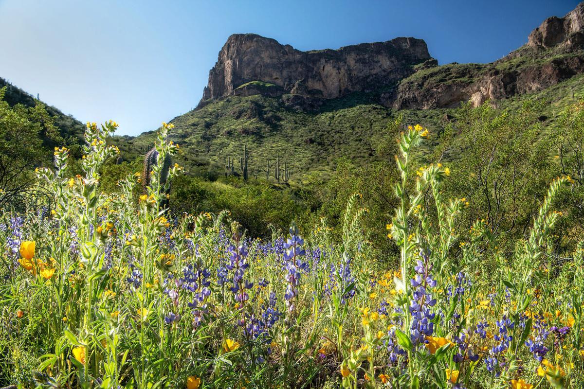 Picacho Peak, wildflowers, 2023