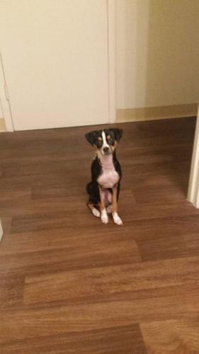 Happy National Dog Day!