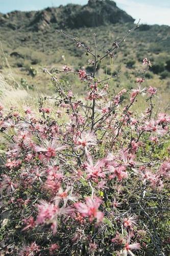 Wildflowers: Grow wild grow free  
