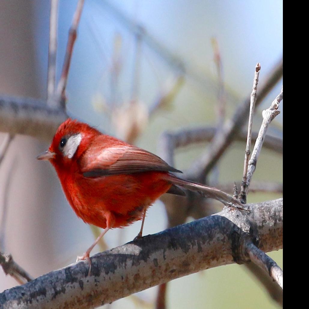 This Little Red Bird Spotted Near Tucson Has Lots Of People Excited Local News Tucson Com