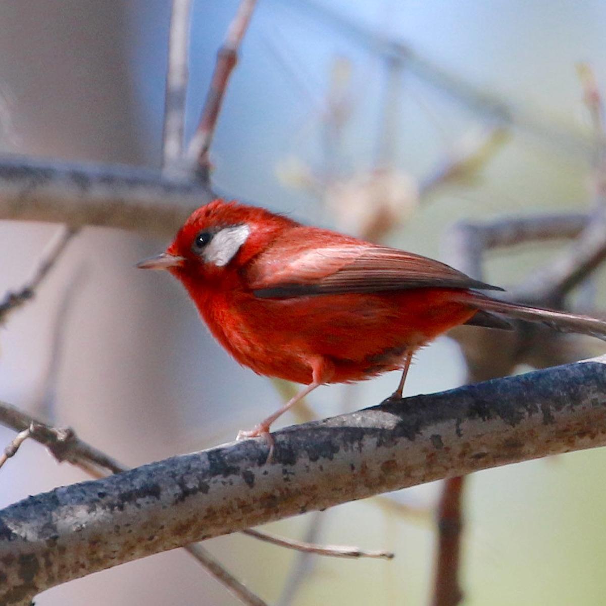 This Little Red Bird Spotted Near Tucson Has Lots Of People Excited Local News Tucson Com