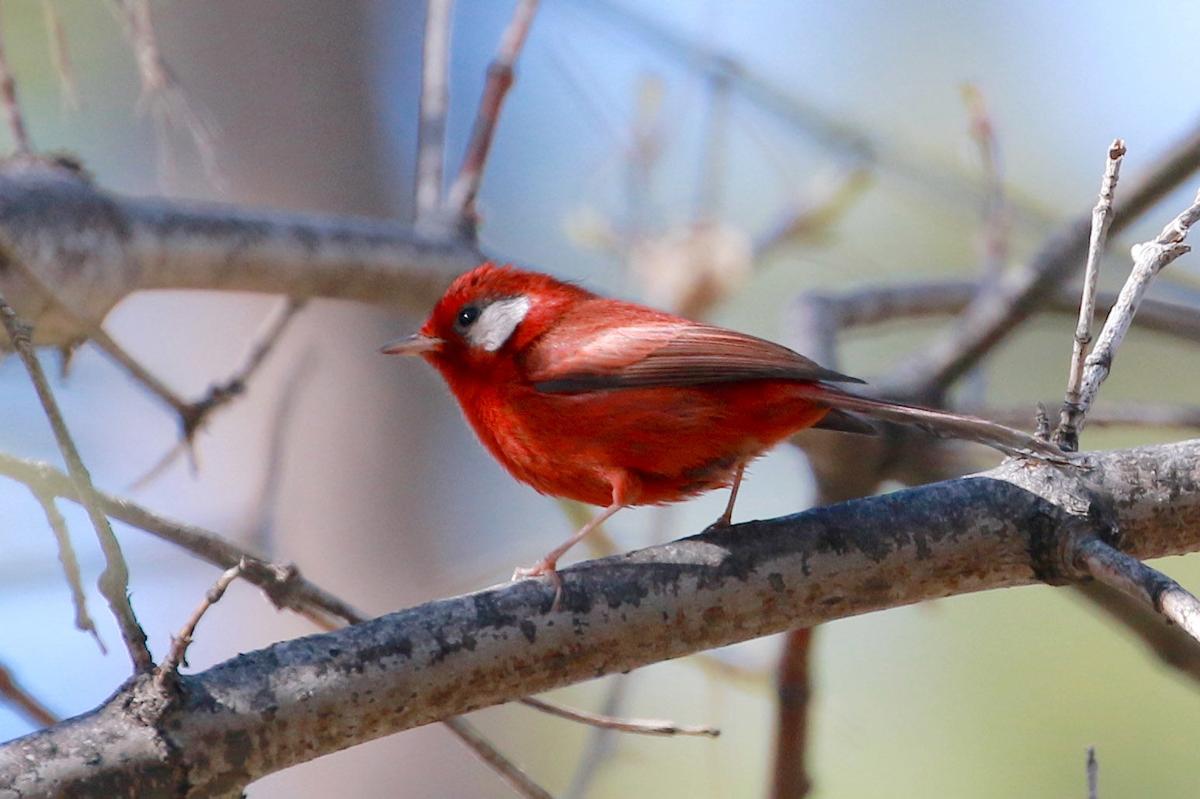 Red Warbler