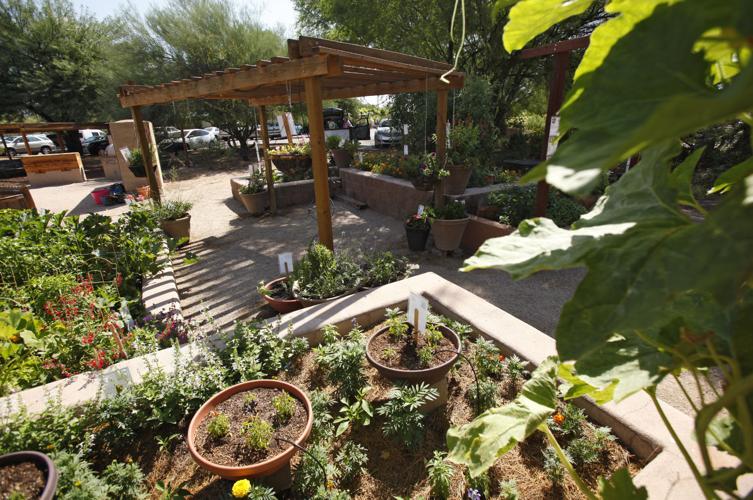 All-America Selections garden