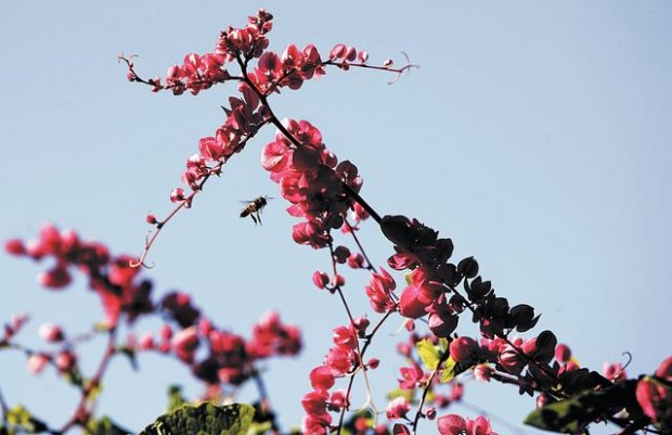 Vines add interest to any landscape  
