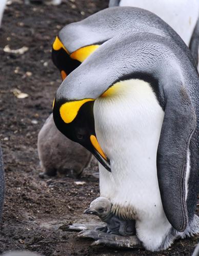 Penguins: White Tie and Tails