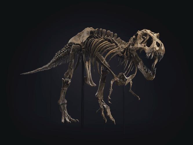 Want to buy a dinosaur? One of the world's biggest T. rex skeletons is up for sale