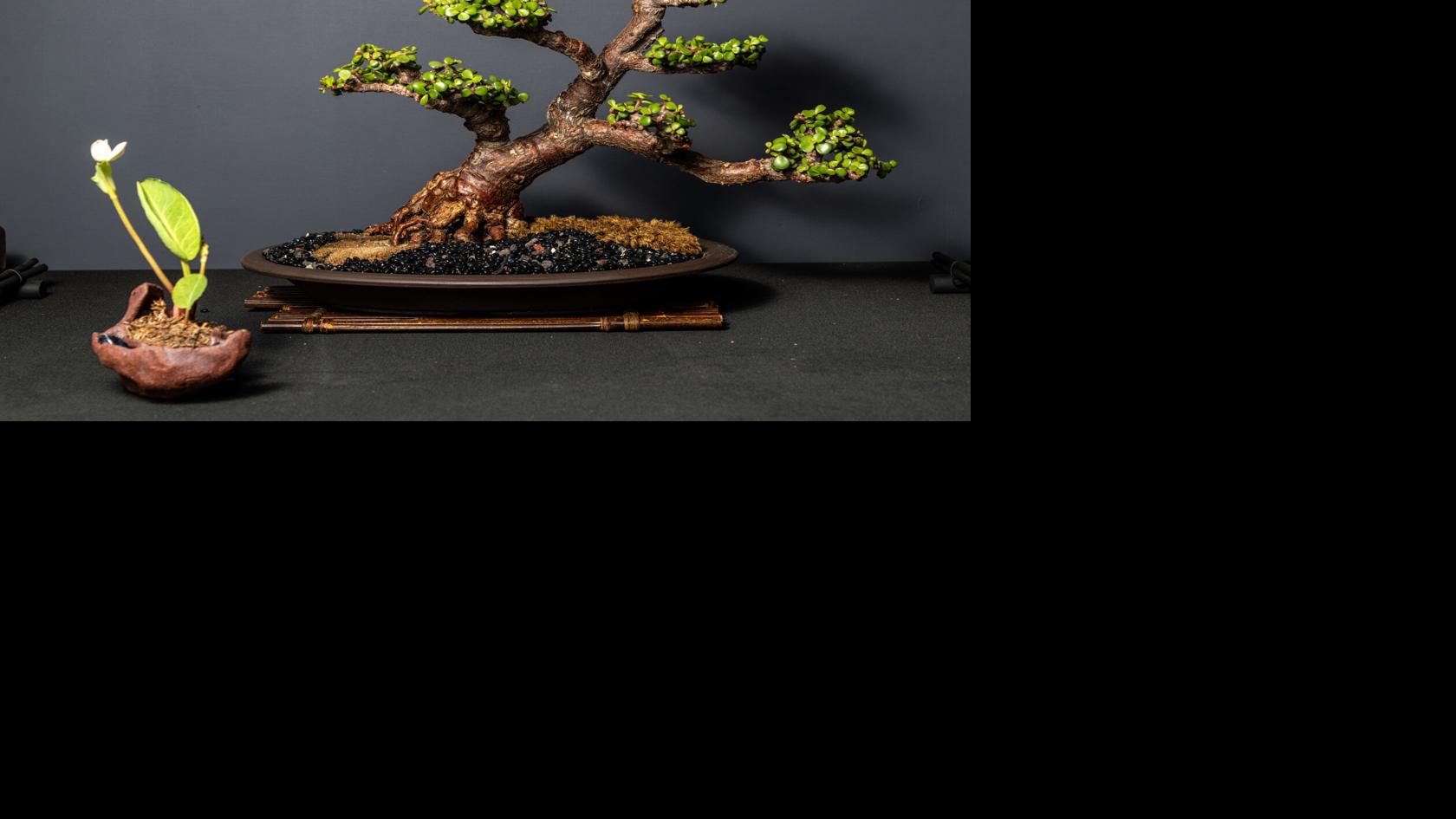 What Do You Know of Bonsai? Homeandgarden