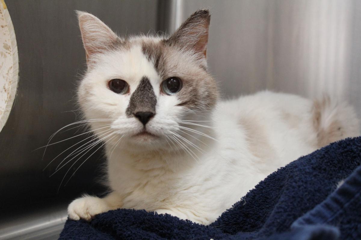 Adopt A Friend: Dot