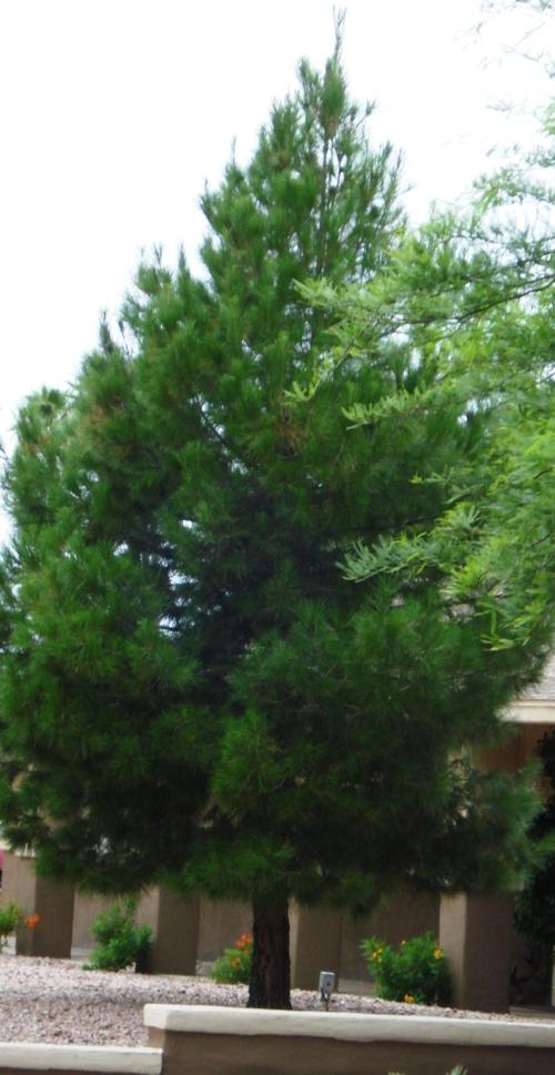 Can You Prune Coniferous Trees?