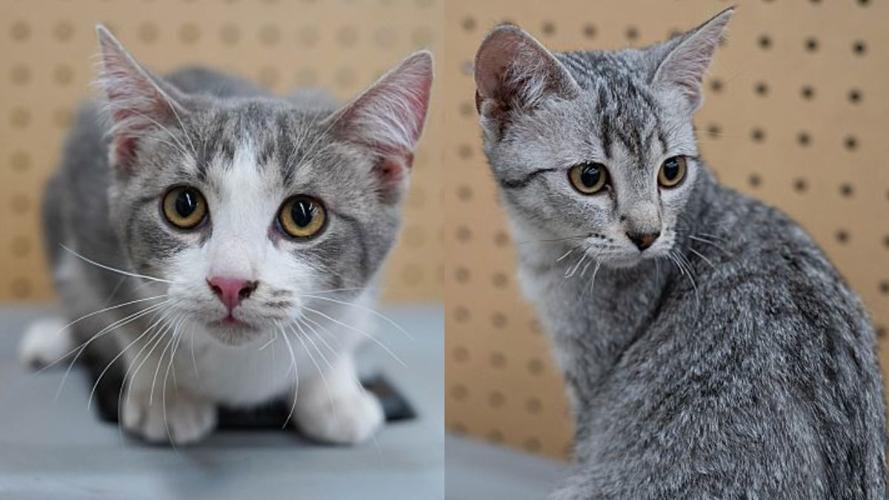 Adopt a friend: Noel and Silverbell