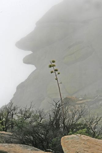 Stunning photos of Tucson fog