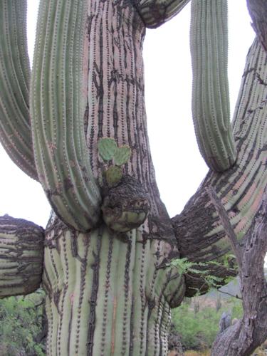 See a quirky cactus collaboration in Sabino Canyon