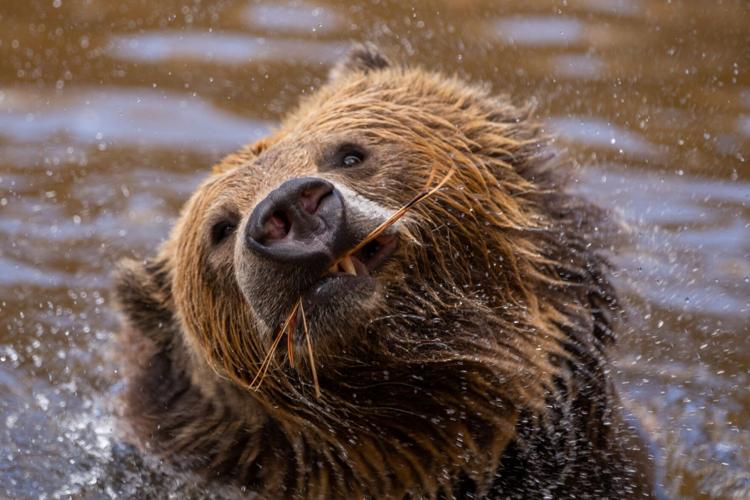 Fat Bear Week is more than a beauty contest