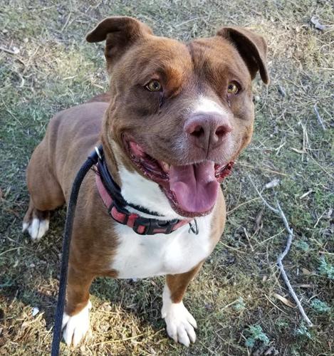 Adopt a friend: Yoshi