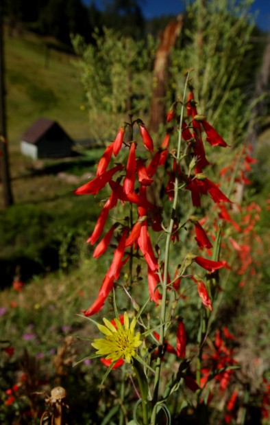 Aspen Fire recovery