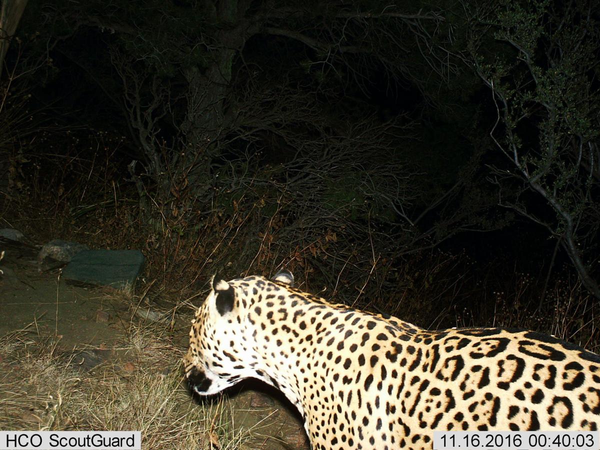 New jaguar