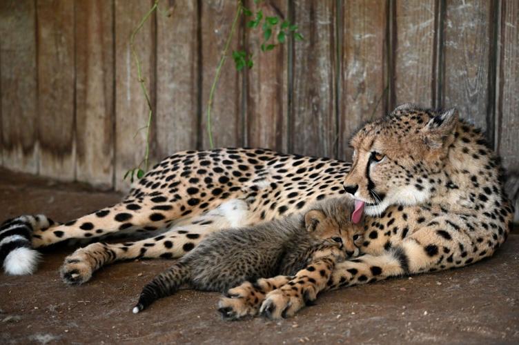 Reywithcub2.jpg