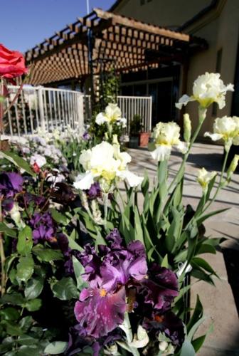 Catching the iris virus Love blooms in iris garden    