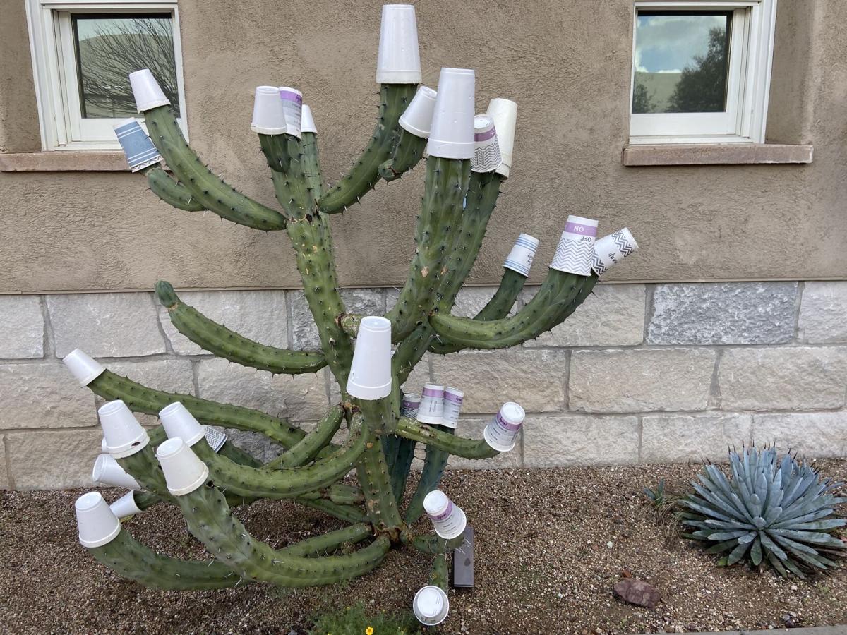 Why we put Styrofoam cups on cacti and other Tucson winter gardening