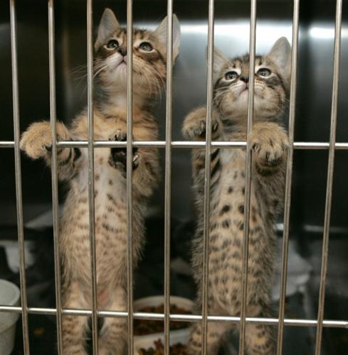 Shelters slash cost of adoptions to $5-10 for the next few weeks   
