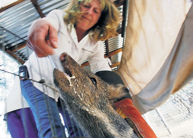 Net posts tell of torturing, killing javelina — for fun  
