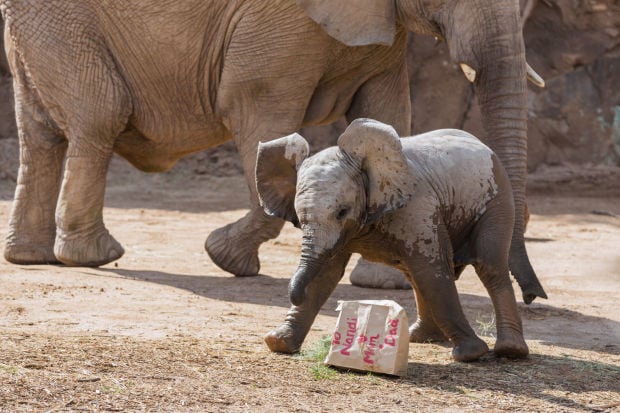 Baby elephant Nandi's party