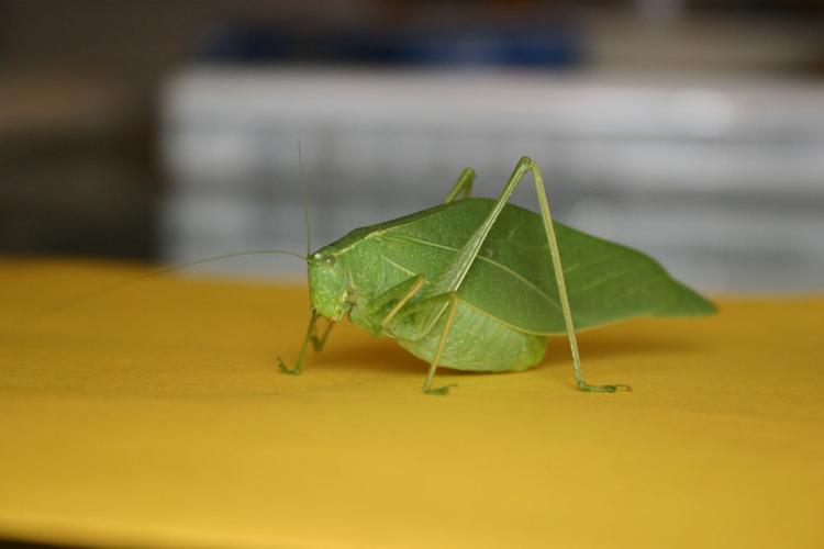 Katydids are more of a curiosity than a pest