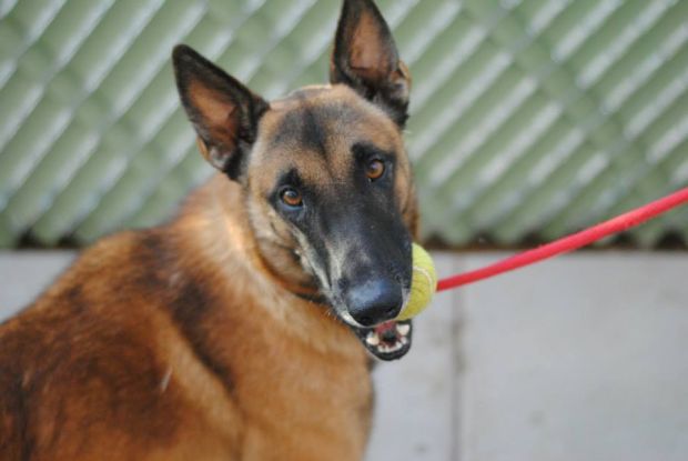 Boswick, shepherd mix