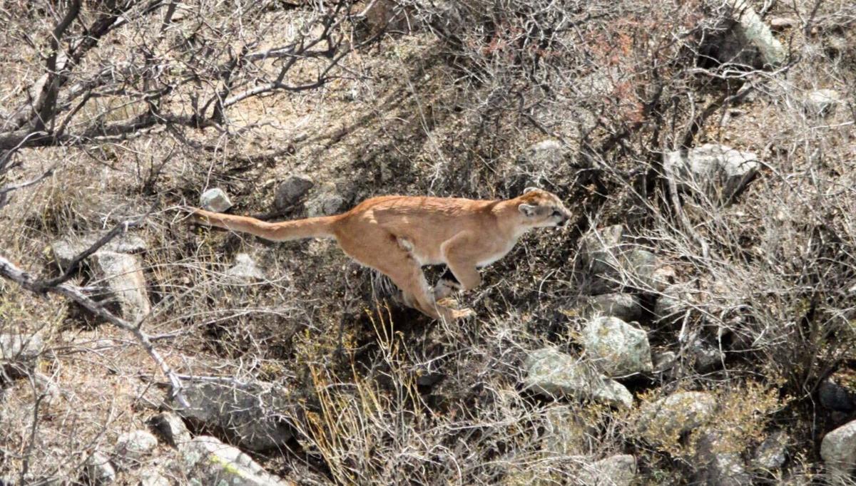 Check out these photos of a mountain lion south of Tucson