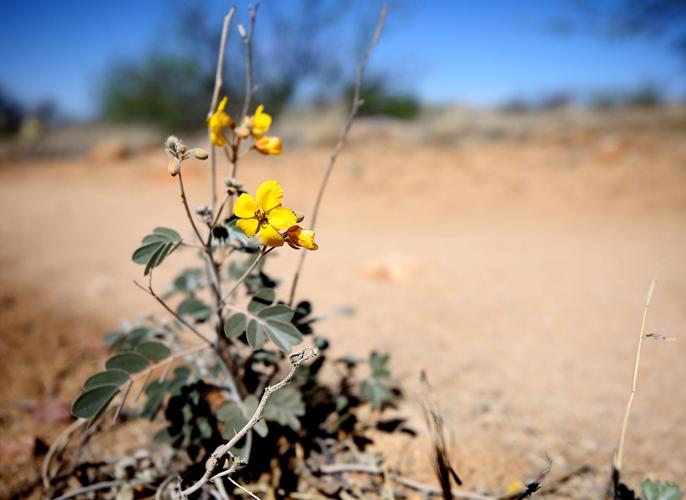 Catalina State Park