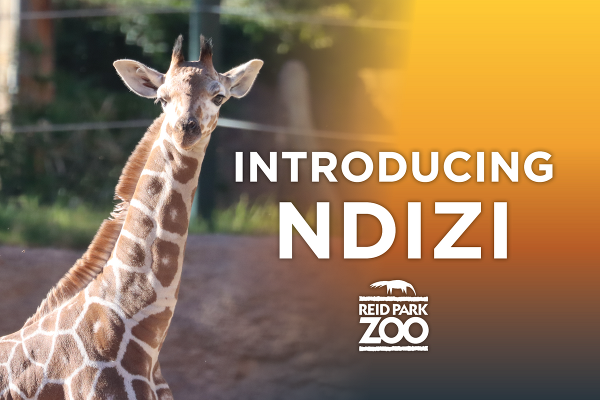 Tucson’s newest (and tallest) baby has a name