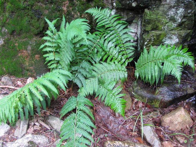 Moss, ferns and a seeping spring