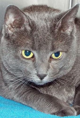 Adopt a Friend: Nefer-kiti