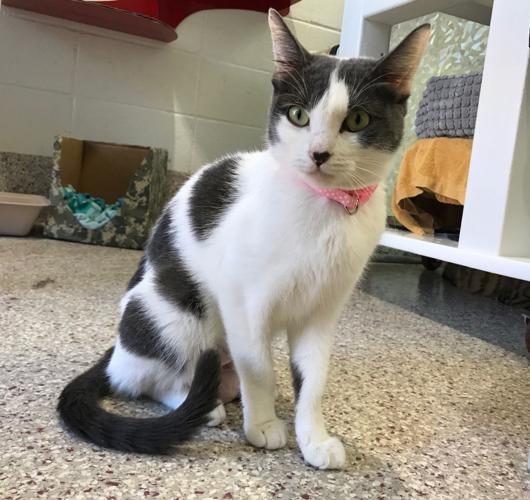 Adopt a friend: Princess Leiya