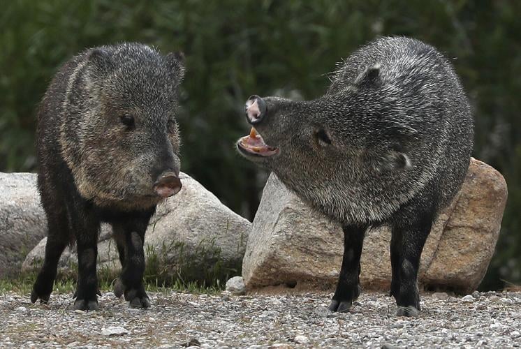 What to know about Arizona's javelina