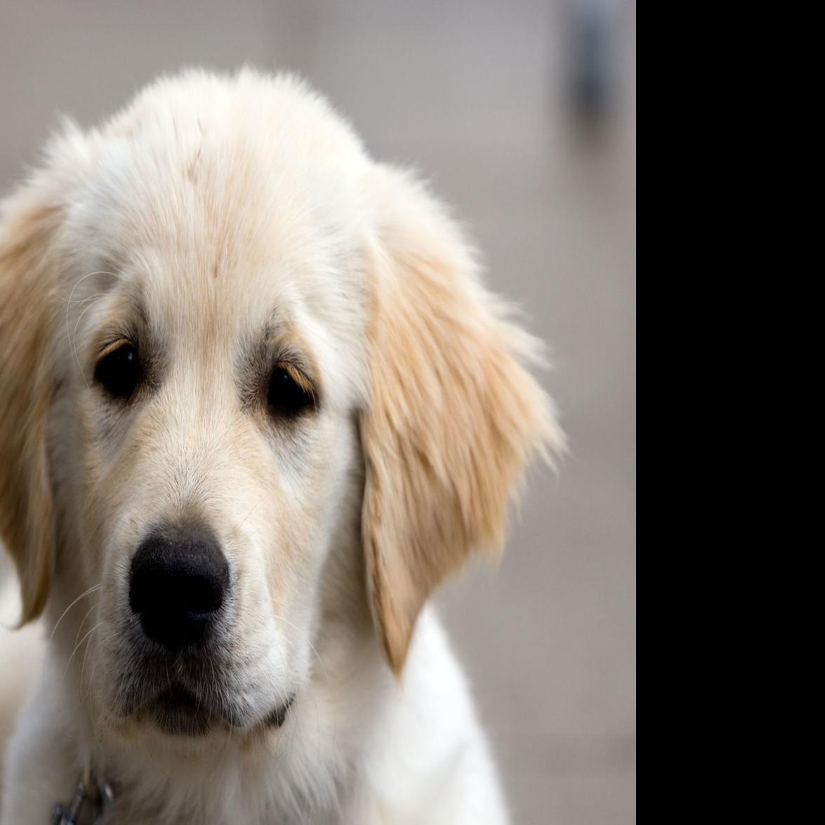My Pet World Puppy Needs Frequent Walks To Avoid Urinating In