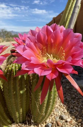 Cactus blooms