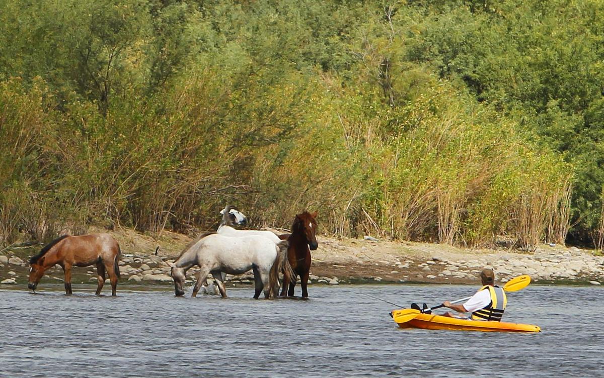 Wild horses will be allowed to stay at Salt River