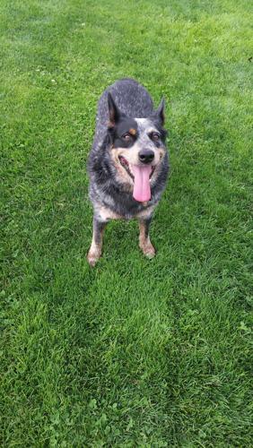 Happy National Dog Day!